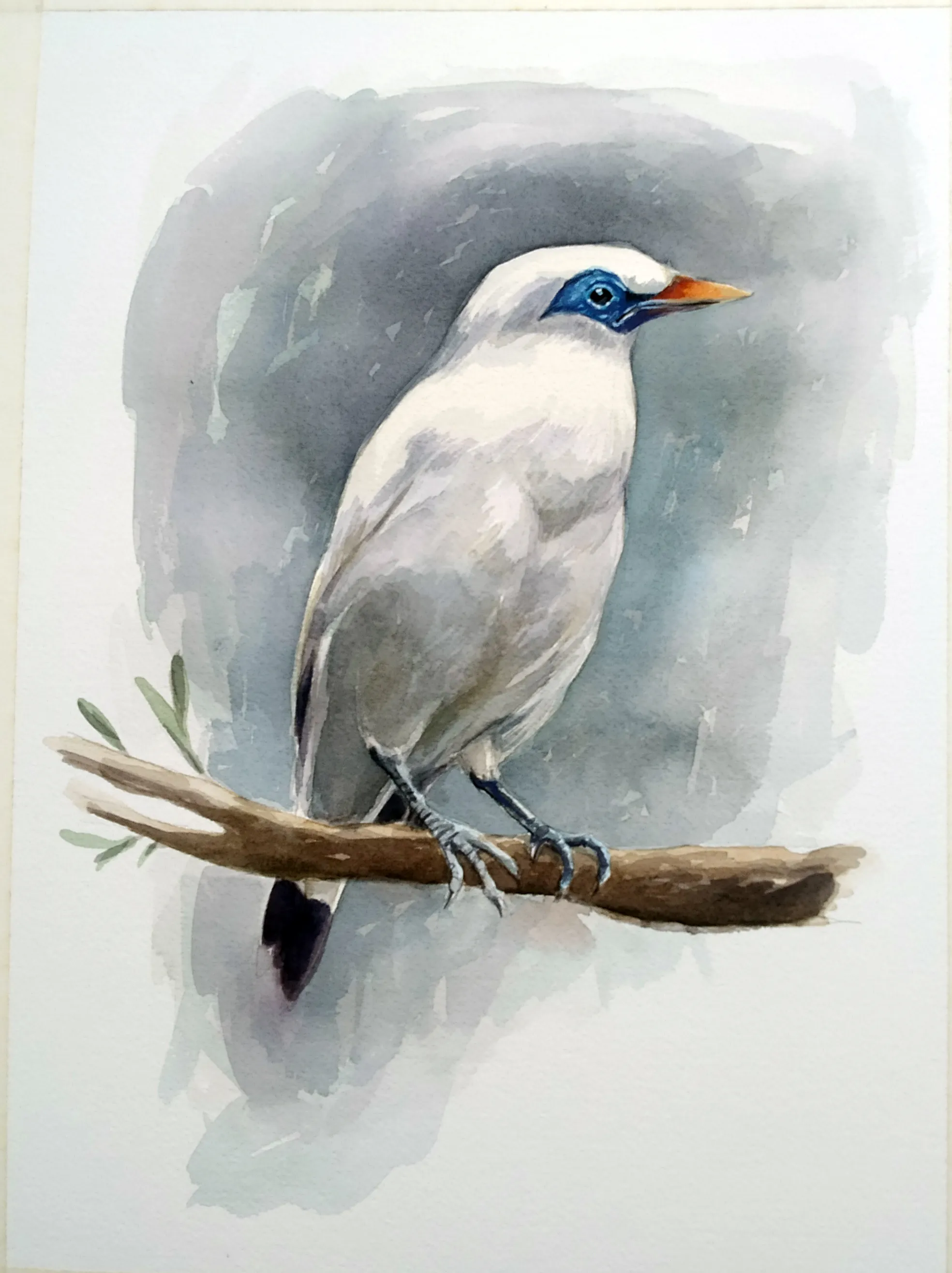 Watercolour of a Bali starling on a branch